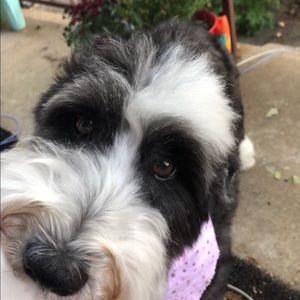 Meet your Posher, Sydney